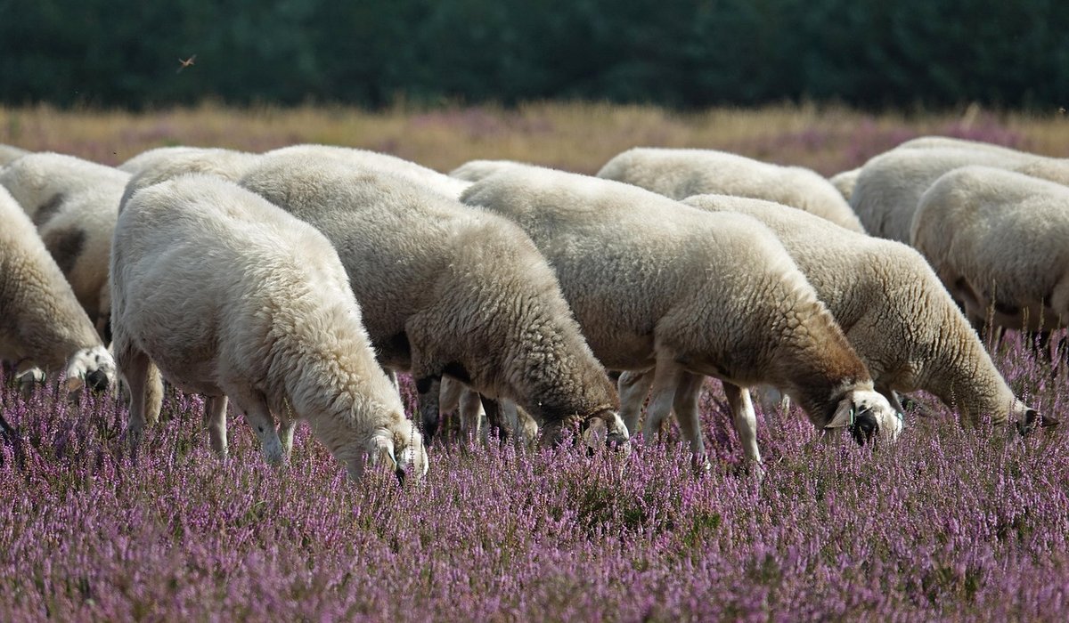Accessing Open Access Land Responsibly on Foot