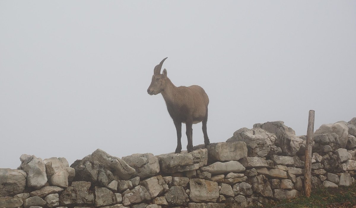 Navigating Moorland in Mist and Low Cloud